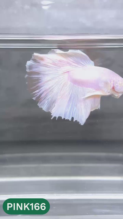 Pink Halfmoon Male Betta Fish | You Pick Fish | Order Directly From Farm