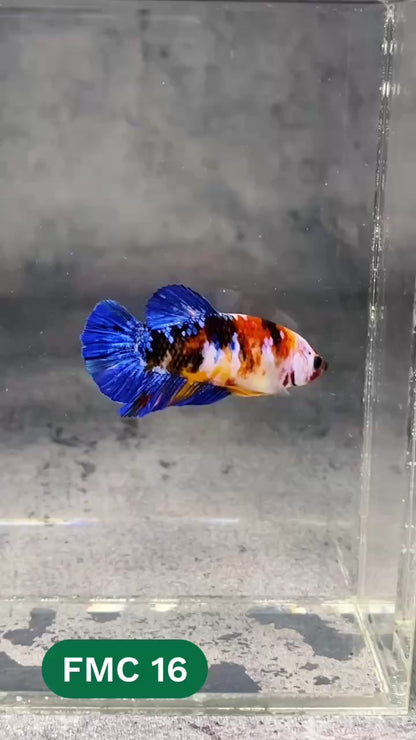 Multicolor Female Betta Fish | You Pick Fish | High Grade