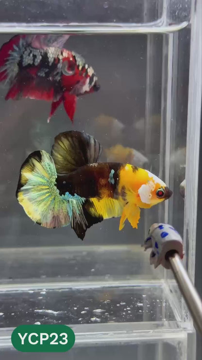 Koi Yellow Plakat Male Betta Fish | Show Grade | You Pick Fish