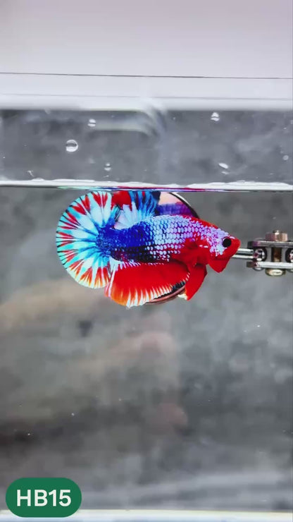 Hellboy Plakat Male Betta Fish | Order Directly From Farm | You Pick Fish