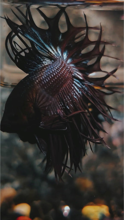 Black Orchid Crowntail Male Betta Fish