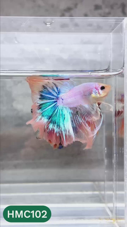 Multicolor Halfmoon Male Betta Fish | High Grade | Order Directly From Farm |  You Pick Fish |