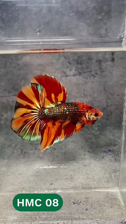 Multicolor Halfmoon Male Betta Fish | High Grade | Order Directly From Farm |  You Pick Fish |