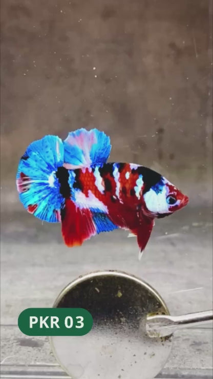 Multicolor Yellow Base Plakat Male Betta Fish | Order Directly From Farm |  You Pick Fish