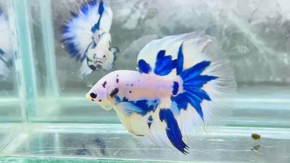 Blue Marble Dot Halfmoon Male Betta Fish | Order Directly From Farm | You Pick Fish