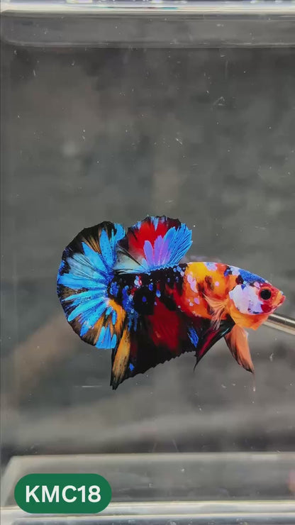 Multicolor Yellow Base Plakat Male Betta Fish | Order Directly From Farm |  You Pick Fish