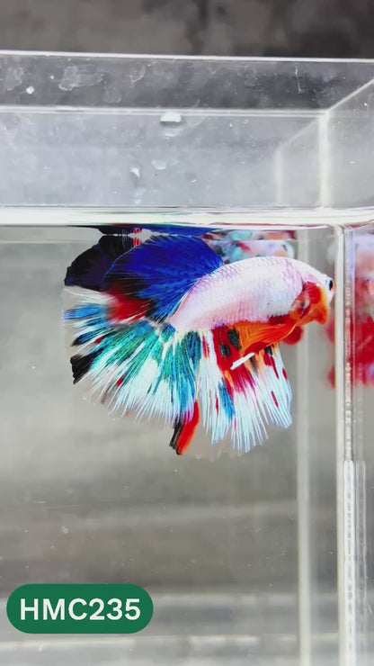 Multicolor Halfmoon Male Betta Fish | Order Directly From Farm | You Pick Fish