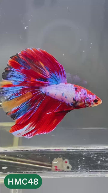 Multicolor Halfmoon Male Betta Fish | High Grade | Order Directly From Farm |  You Pick Fish |