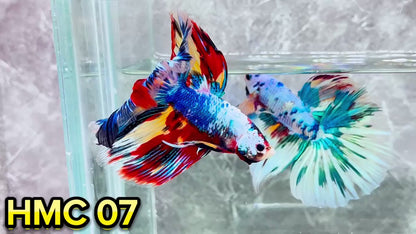 Multicolor Halfmoon Male Betta Fish | High Grade | Order Directly From Farm|  You Pick Fish |