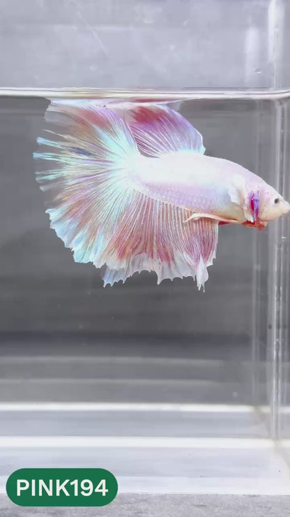 Pink Halfmoon Male Betta Fish | You Pick Fish | Order Directly From Farm
