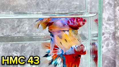 Multicolor Halfmoon Male Betta Fish | High Grade | Order Directly From Farm|  You Pick Fish |