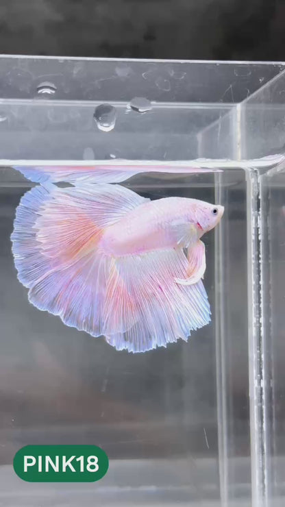 Pink Halfmoon Male Betta Fish | You Pick Fish | Order Directly From Farm