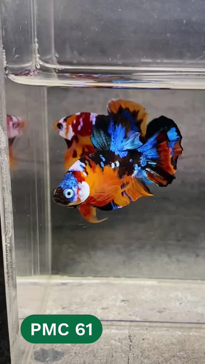 Multicolor Plakat Male Betta Fish |Show Grade|  You Pick Fish