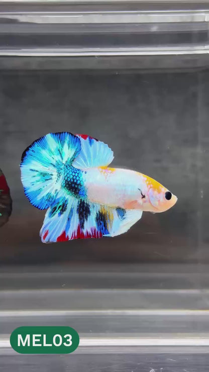 Metallic Plakat Betta Fish | You Pick Betta | Show Grade