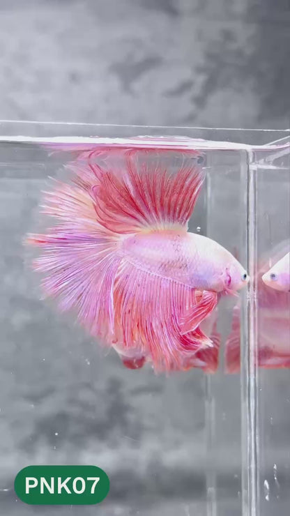 Pink Halfmoon Male Betta Fish | You Pick Fish | Order Directly From Farm