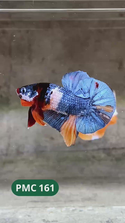 Multicolor Plakat Male Betta Fish |Show Grade|  You Pick Fish