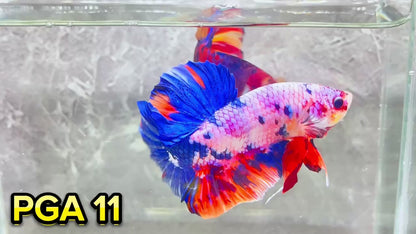 King Giant Plakat Male Betta Fish | You Pick Fish | High Grade