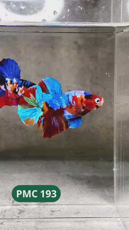 Multicolor Plakat Male Betta Fish |Show Grade|  You Pick Fish