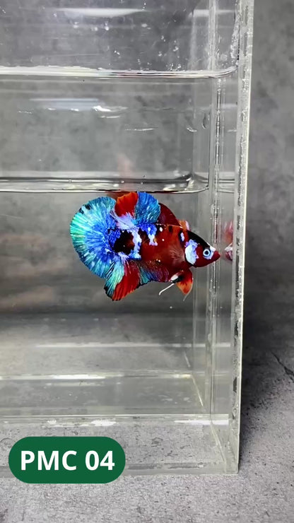 Multicolor Plakat Male Betta Fish |Show Grade|  You Pick Fish