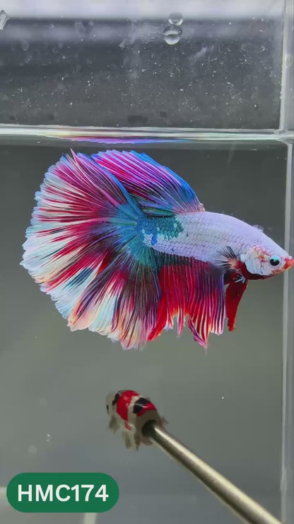 Multicolor Halfmoon Male Betta Fish | Order Directly From Farm | You Pick Fish