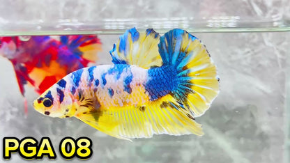 King Giant Plakat Male Betta Fish | You Pick Fish | High Grade