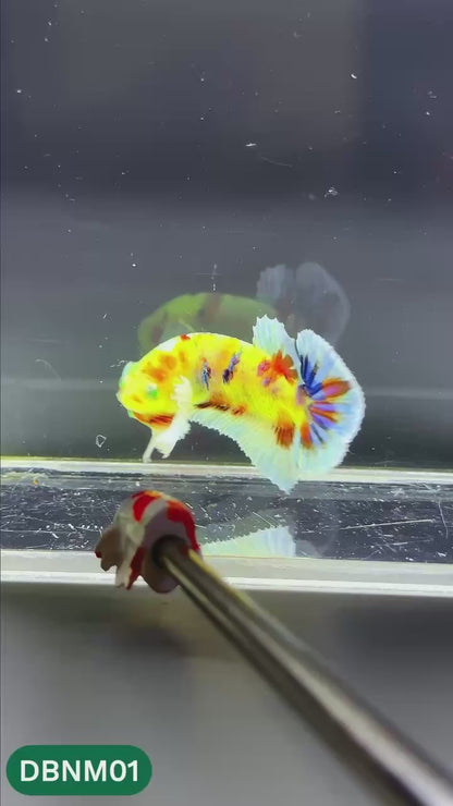 Dumbo Neno Neon Plakat Male Betta Fish | Neon Betta | You Pick Fish