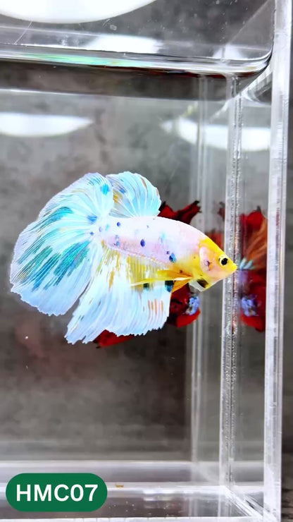 Multicolor Halfmoon Male Betta Fish | High Grade | Order Directly From Farm |  You Pick Fish |