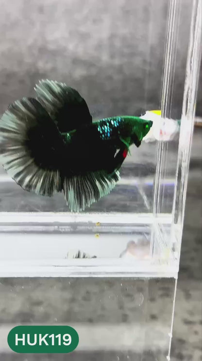 Black Hulk Halfmoon Male Betta Fish | You Pick Fish