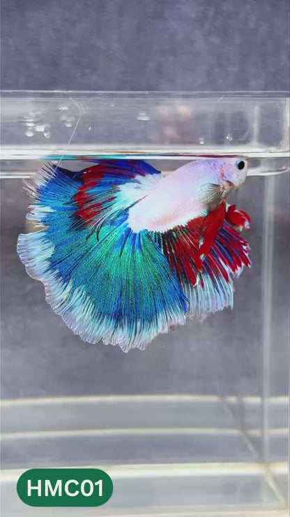 Multicolor Halfmoon Male Betta Fish | Order Directly From Farm | You Pick Fish