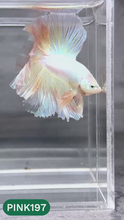 Pink Halfmoon Male Betta Fish | You Pick Fish | Order Directly From Farm