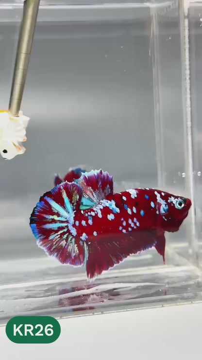 Golden Star Dust Galaxy Plakat Male Betta Fish | Super Rare | You Pick Fish