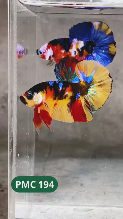 Multicolor Plakat Male Betta Fish |Show Grade|  You Pick Fish
