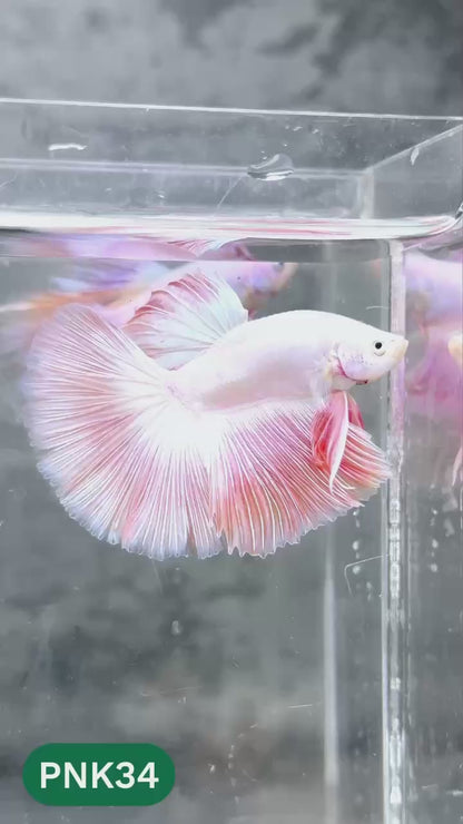 Pink Halfmoon Male Betta Fish | You Pick Fish | Order Directly From Farm