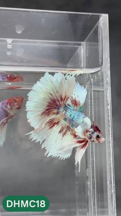 Multicolor Halfmoon Male Betta Fish | High Grade | Order Directly From Farm |  You Pick Fish |
