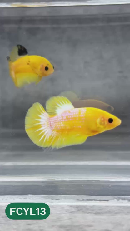 Yellow Fancy Male Betta Fish | Order Directly From Farm | You Pick Fish