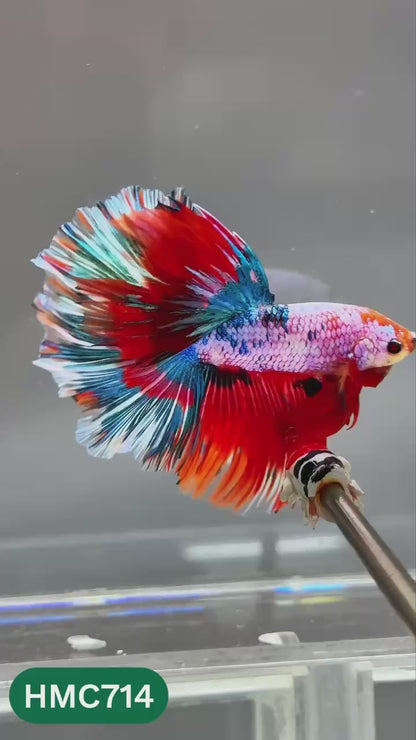 Multicolor Halfmoon Male Betta Fish | High Grade | Order Directly From Farm |  You Pick Fish |