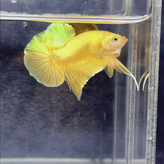 Super Gold Plakat Male Betta Fish