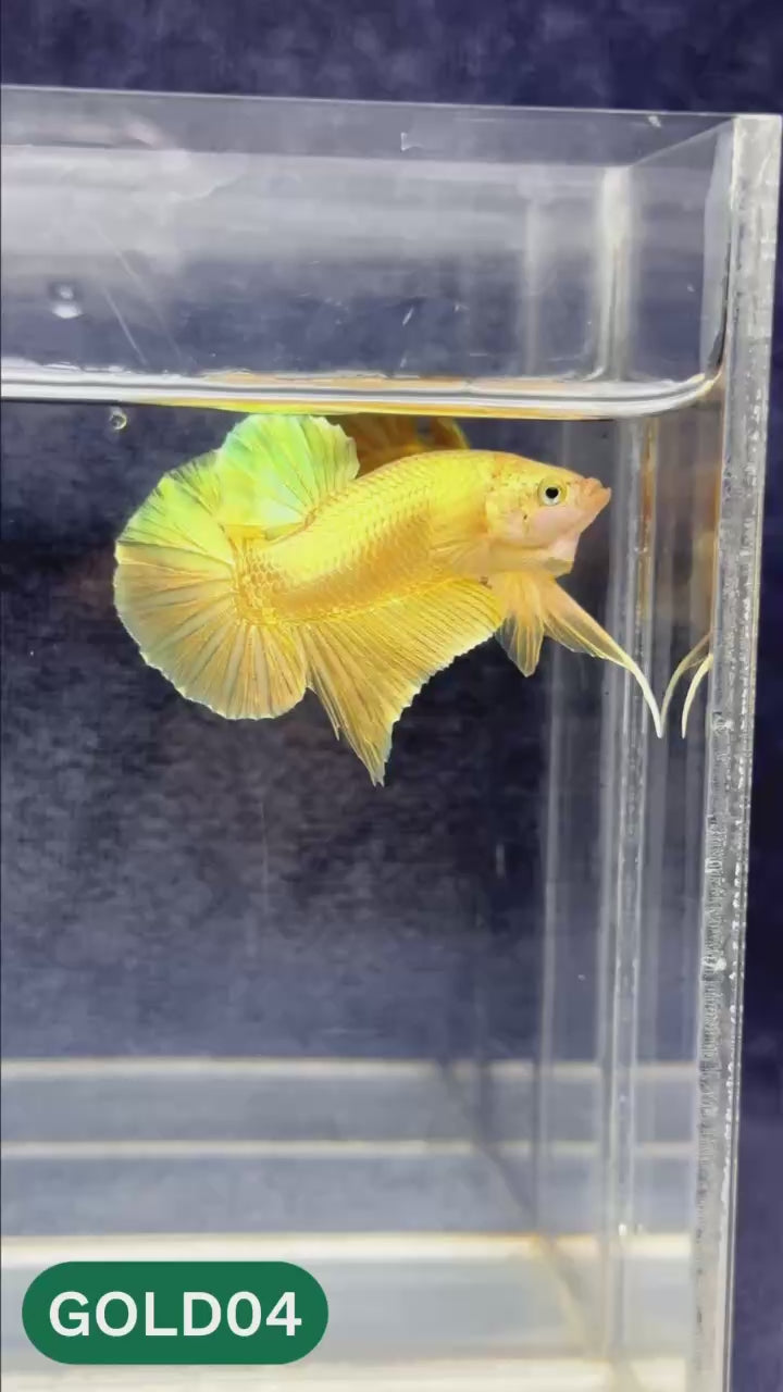 Super Gold Plakat Male Betta Fish