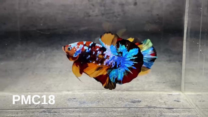 Multicolor Plakat Male Betta Fish |Show Grade|  You Pick Fish