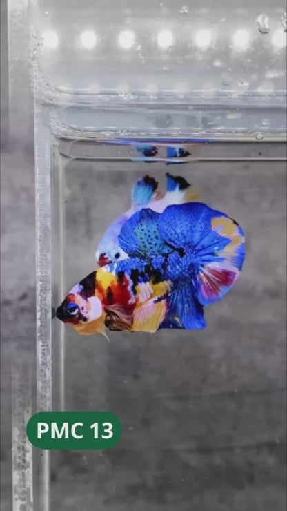 Multicolor Plakat Male Betta Fish |Show Grade|  You Pick Fish