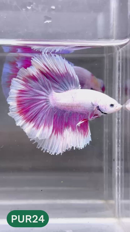 Purple Halfmoon Male Betta Fish | You Pick Fish | Order Directly From Farm