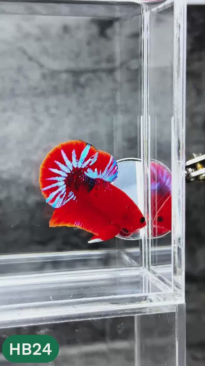 Hellboy Plakat Male Betta Fish | Order Directly From Farm | You Pick Fish