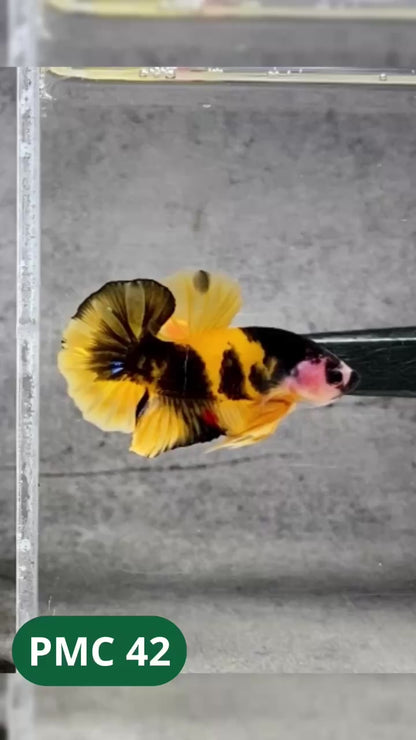 Multicolor Plakat Male Betta Fish |Show Grade|  You Pick Fish
