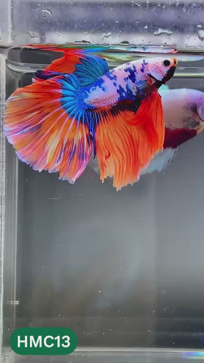 Multicolor Halfmoon Male Betta Fish | High Grade | Order Directly From Farm |  You Pick Fish |