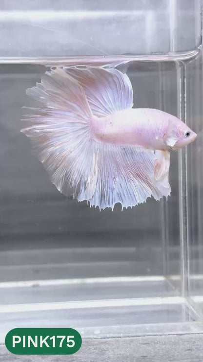 Pink Halfmoon Male Betta Fish | You Pick Fish | Order Directly From Farm