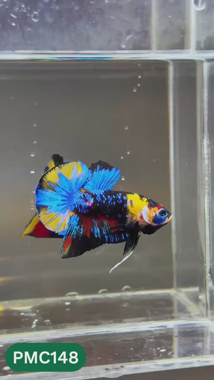 Multicolor Plakat Male Betta Fish |Show Grade|  You Pick Fish