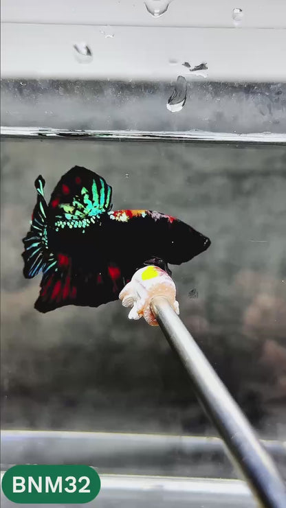 Dark Flame Hellfire Plakat Male Betta Fish | You Pick Fish | Rare Betta