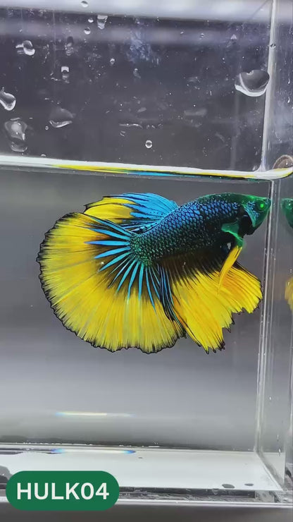 Black Hulk Halfmoon Male Betta Fish | You Pick Fish