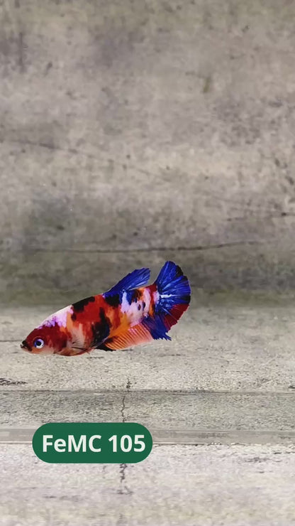 Multicolor Female Betta Fish | You Pick Fish | High Grade