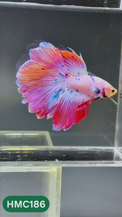 Multicolor Halfmoon Male Betta Fish | Order Directly From Farm | You Pick Fish